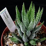 Haworthia 'Kuentzii' (cultivar)